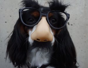 A dog wearing Groucho Marx glasses